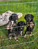 Jackiepoo Welpen ( Parson Jack Russel / Pudel Mix) in 91054