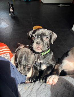Bulldoggen Mischlings Welpen - Altenkunstadt