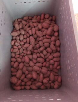 Kartoffeln Ernte 2025, Zucchini, Gurken, Kartoffel 🥔 - Minden Dankersen