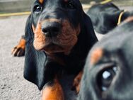 Black and tan Coonhound Welpen - Lübeck