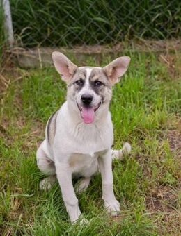 Junghund Tommi sucht ein Zuhause - Laufen