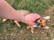 Deja vu Chihuahuarüde 2-fach geimpft sucht DICH auf Lebenszeit! - Roth (Landkreis Altenkirchen (Westerwald))