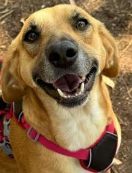 JAMIE sucht seine Herzensmenschen - Sulzfeld (Baden-Württemberg)