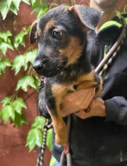 Marko sucht sein Glück - Nordwalde