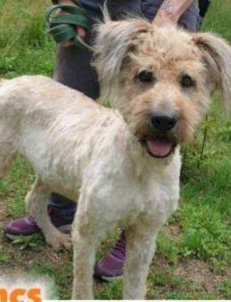 Große, liebe Wuschelhündin Vicuska - Marktleugast