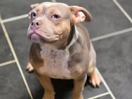 American Bully Hündin - Baiersbronn