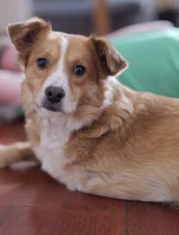 Kokino - offen und freundlich - in DE - Westerholt