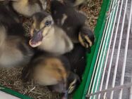 Französische Rouen Clair Enten Küken - Dahme-Mark