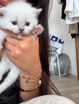 Reinrassige BKH Kitten - Günzburg