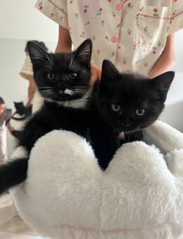 Britisch Kurzhaar Mix Kitten – verspielt & verschmust, abzugeben - Kerpen (Kolpingstadt)