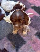 Moonlights Cocker Spaniel VDH Zucht in 44879