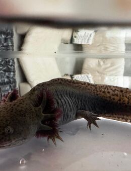 Axolotl zu verkaufen ( 50€ für beide ) - Düsseldorf Zentrum