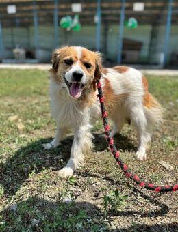 Mary, schüchtern und zurückhaltend - Bonndorf (Schwarzwald)