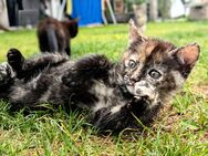 Wunderschönes EKH Kätzchen Kitten, Gückskatze - Steinach (Bayern)