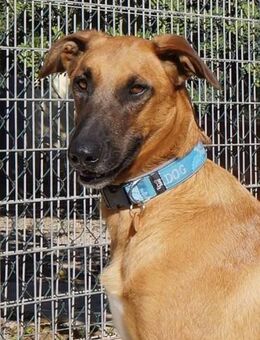 Donnie - sucht eine aktive Familie - Bad Camberg