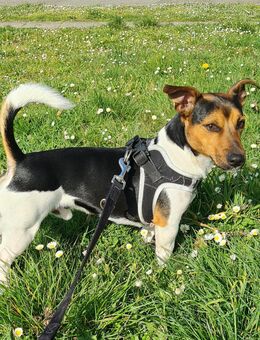 Deckrüde Jack Russell Terrier Mix Dackel - Düsseldorf