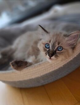 Heilige Birma Kitten - Gevelsberg