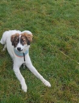 Zelda - Entdeckerin sucht Abenteurer - Großefehn