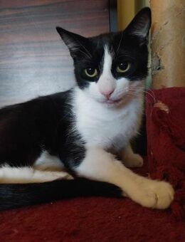 Pagan durfte nicht mit umziehen - Augsburg