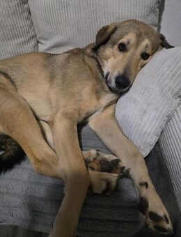 COOKIE SUCHT ERFAHRENE MENSCHEN - Mönchengladbach