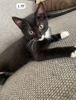 Kater in liebevolle Hände abzugeben - Kirchheim (Weinstraße)