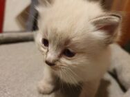 Noch 1 von 4 reinrassige Ragdoll Kitten ab 12 Wochen abzugeben - Zahna-Elster