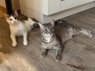Minos und Vivo aus dem Tierschutz - Grevenbroich