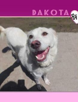 ❤DAKOTA❤ - SCHÖNHEIT SUCHT ZUHAUSE! - Alfeld (Leine)