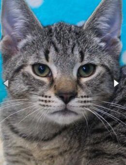 Abel, anfangs noch schüchtern - Heinsdorfergrund