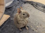 Degu Kastrat Lilac - Ebsdorfergrund