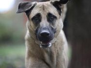 Bailey sucht ein großes Zuhause - Pirmasens