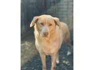 Balthasar - Pflegest. o. Zuhause gesucht - Oberwies