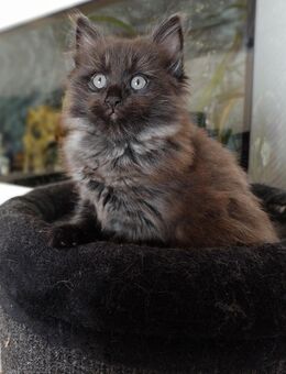 Süße Maine-Coon/Norweger Mix Kitten - Stauchitz