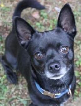 Knirps su. erfahrenes Zuhause - Neuhausen (Spree)