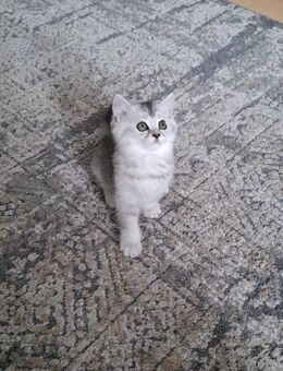 Bkh Kitten mit blauen Augen. Reinrassige Kitten. - Gerlingen