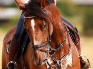 Suche Fotos von Pferden,Training - Emden