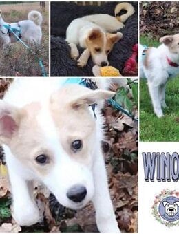 WINONA * plüschiges Welpchen - Duisburg