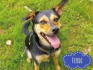 Ferdi ein freundlicher Schatz - Flörsheim-Dalsheim