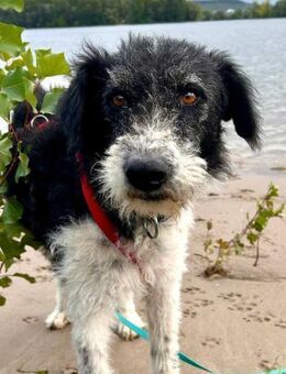 Seymur, verschmust, sanft, freundlich - Westerholt