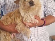 Lassie 2 -jähriger Yorki-Norwich Terrier - Kassel