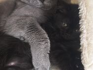 BKH kitten schwarz weiblich - Bochum Hustadt