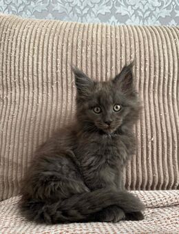 Maine Coon kitten mit großen Pinseln - Wismar