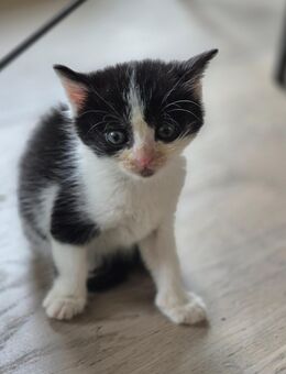 Bkh kitten Mix katze - Hechingen