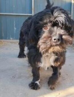 Tio - freundlich verspielt (E) - Ludwigshafen (Rhein)