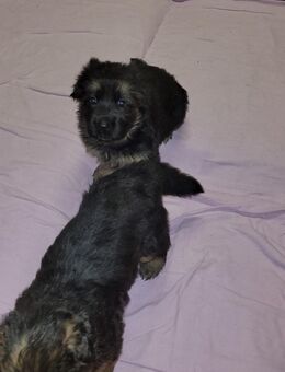Deutsche Schäferhunde Welpen - Scheibenhardt