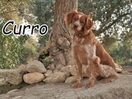 Curro sucht seinen Herzensmenschen❤️ - Essingen (Rheinland-Pfalz)