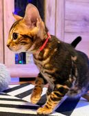 Bengal Kitten in 85221