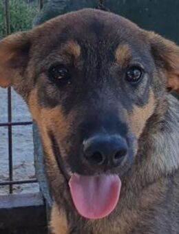 FEE-niedliche, hübsche Jung-Hündin,45 cm - Rösrath