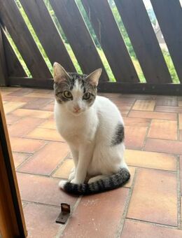 Mia - schüchteren Katze sucht Zuhause - Bad Camberg
