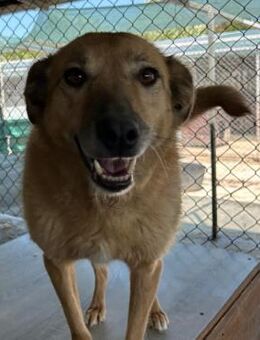 LENE -sehnt sich nach Streicheleinheiten - Korschenbroich
